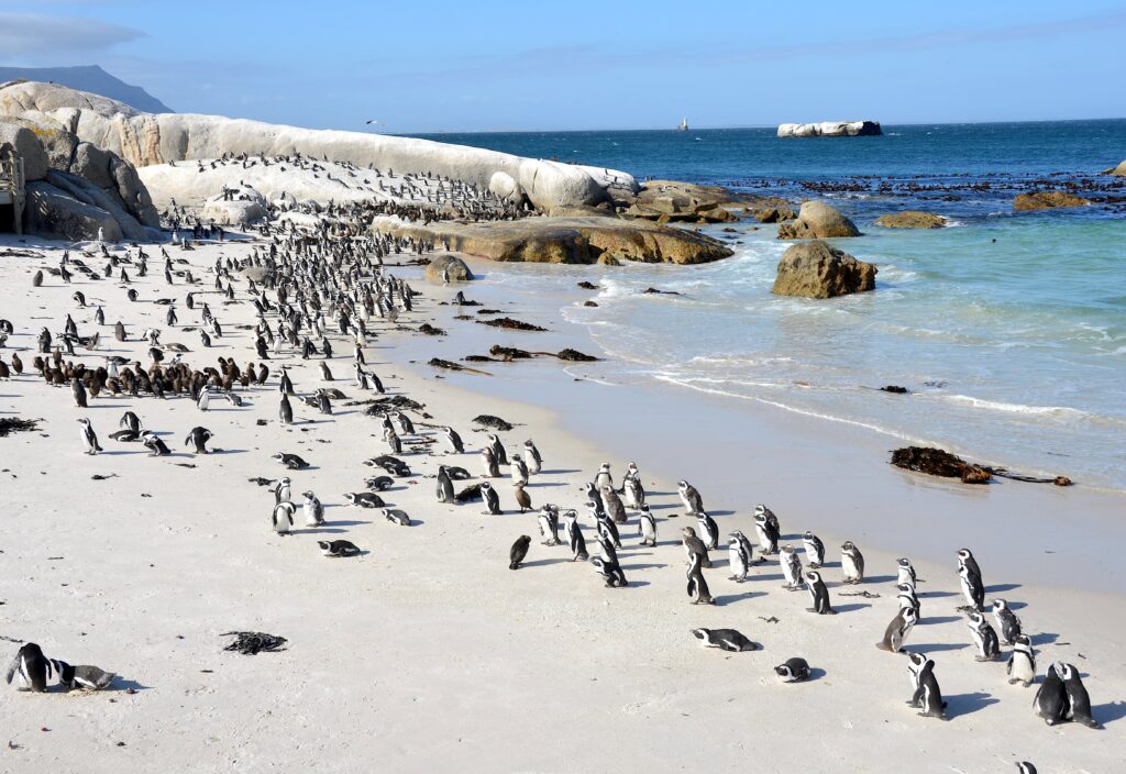 Penguins strolling around on the Boulders Beach, South Africa.