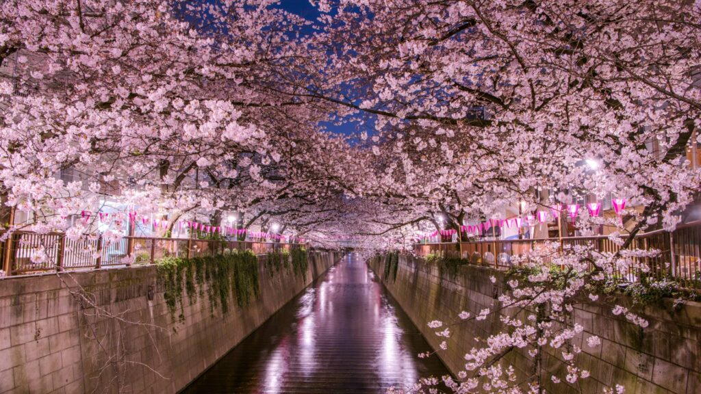 Picture of Cherry Blossom trees in Japan. 